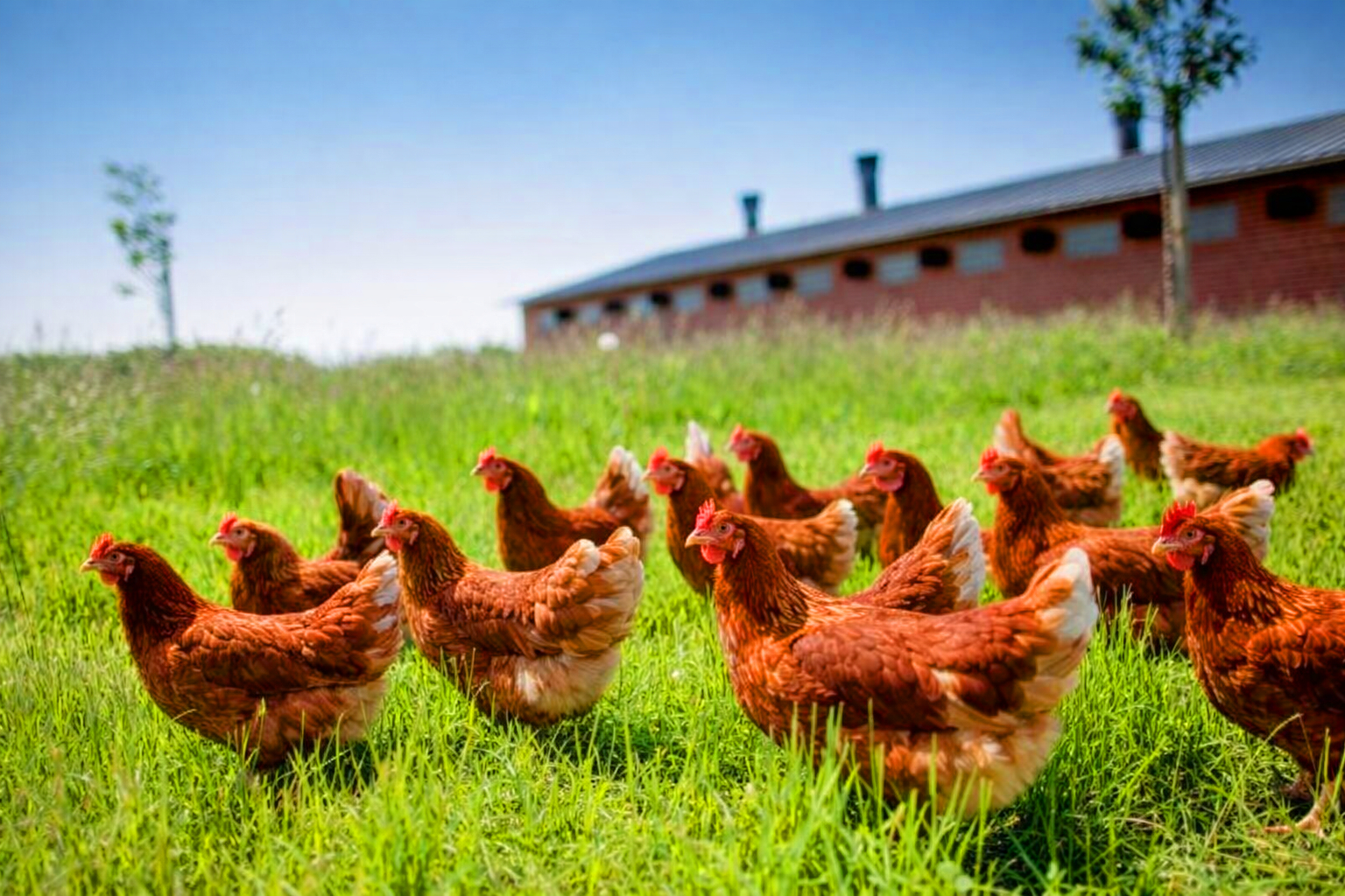 Poulet Guinary - Fermier premium